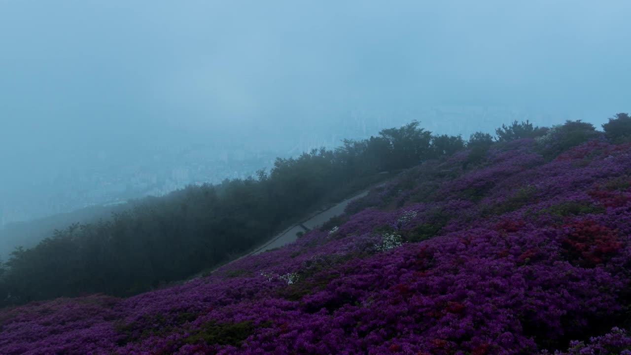 白羊山的杜鹃花群落和云朵移动/釜山釜山镇区视频素材