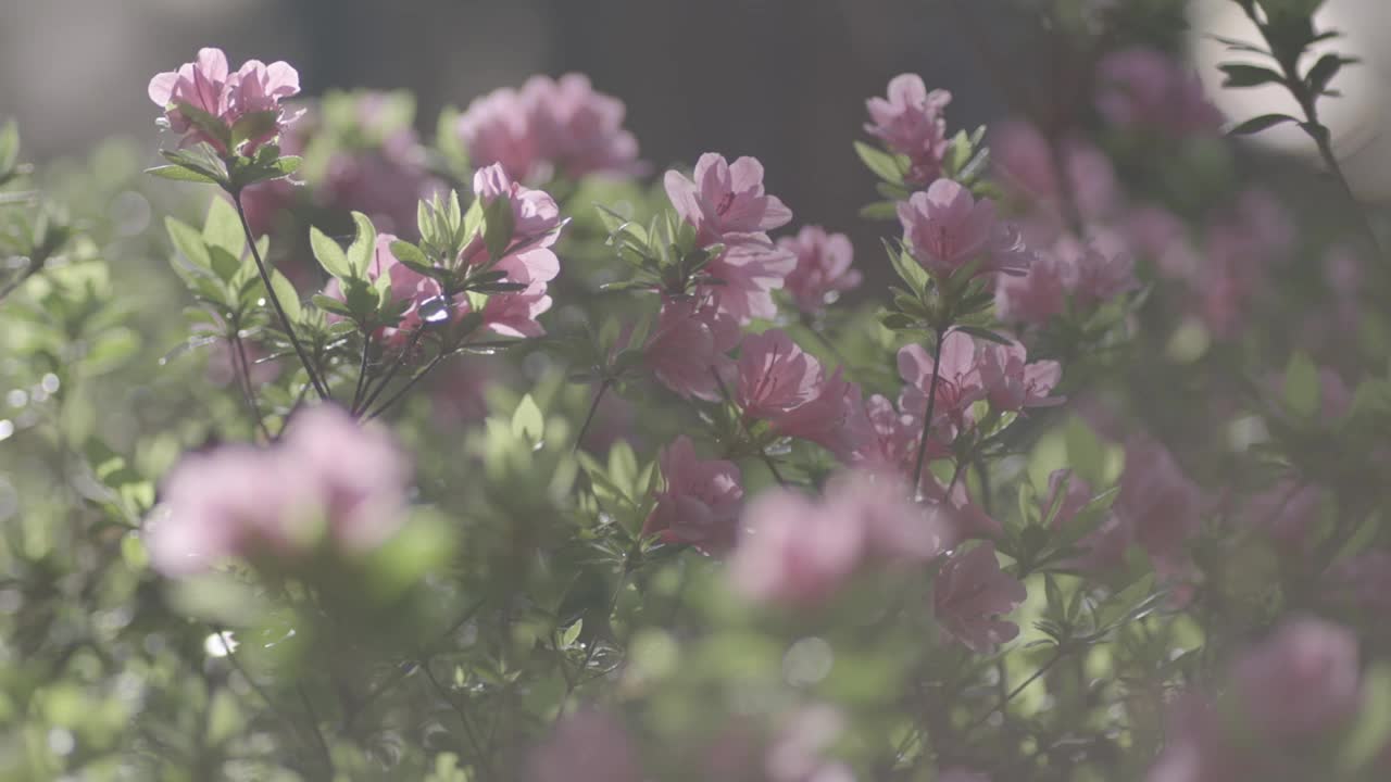 韩国釜山西区银光山的春花视频素材