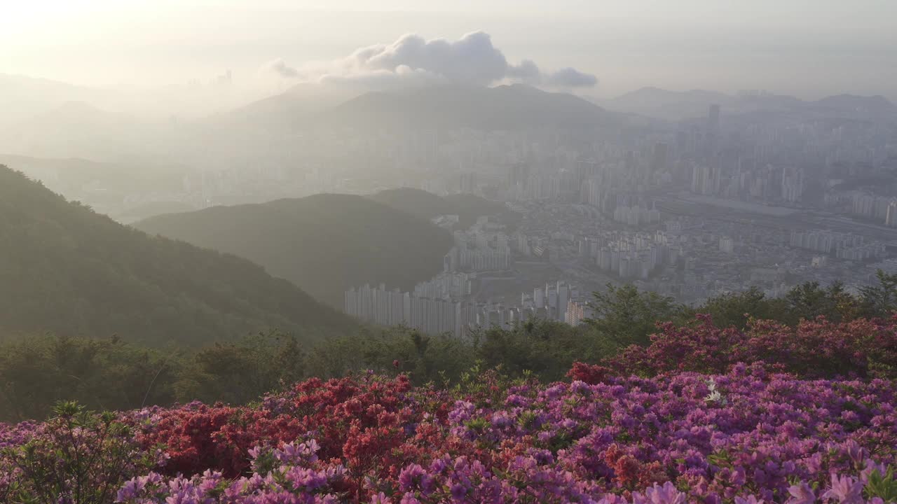 白羊山的杜鹃花社区和日落/釜山镇区，釜山，韩国视频素材