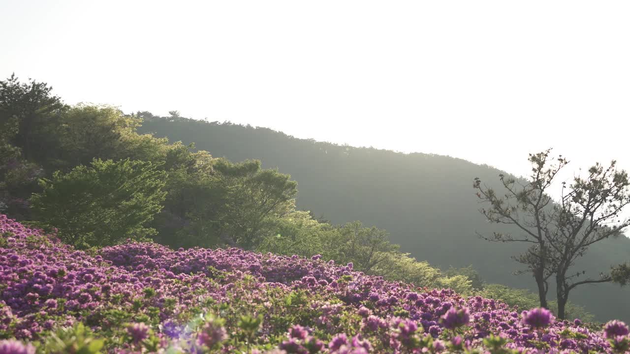 韩国釜山，釜山镇区白羊山的杜鹃花群落视频素材