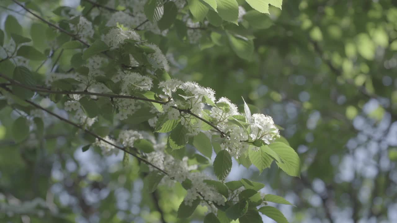 韩国釜山西区银光山花视频素材