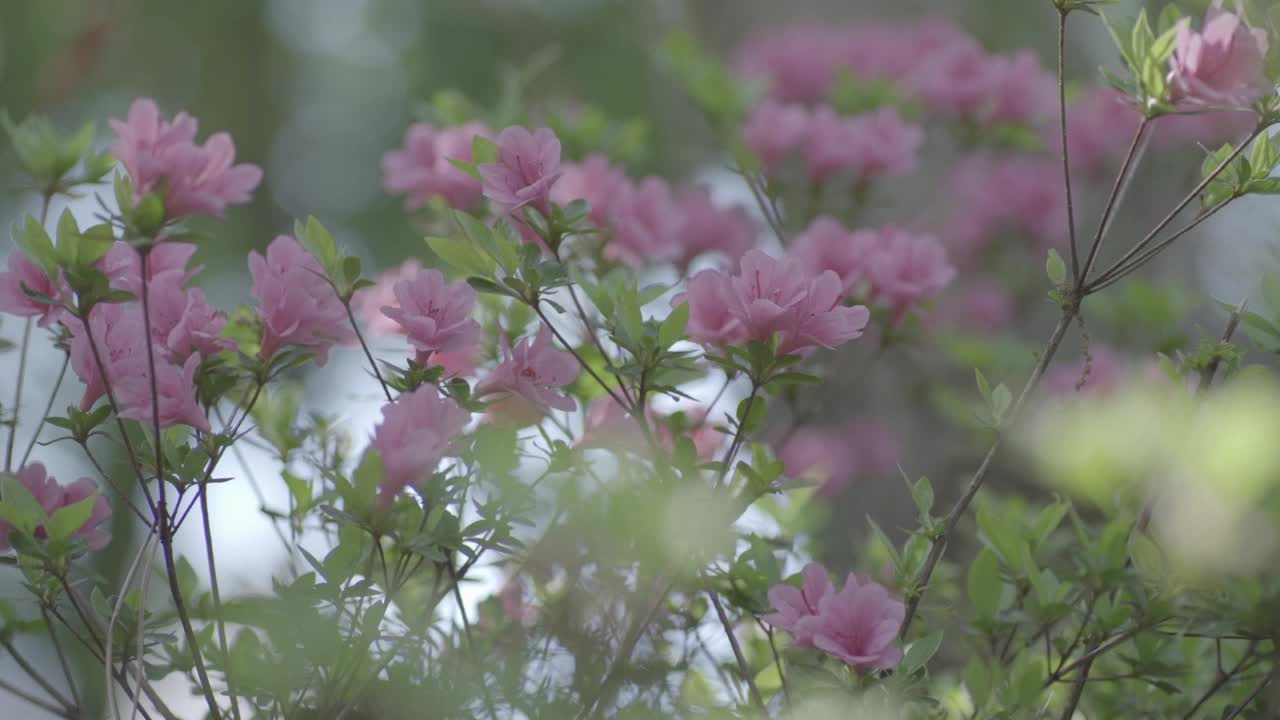 韩国釜山西区银光山的春花视频素材