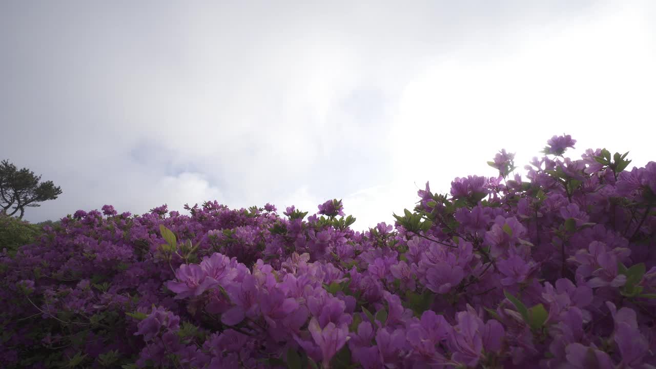 白羊山的杜鹃花群落和云朵移动/釜山釜山镇区视频素材