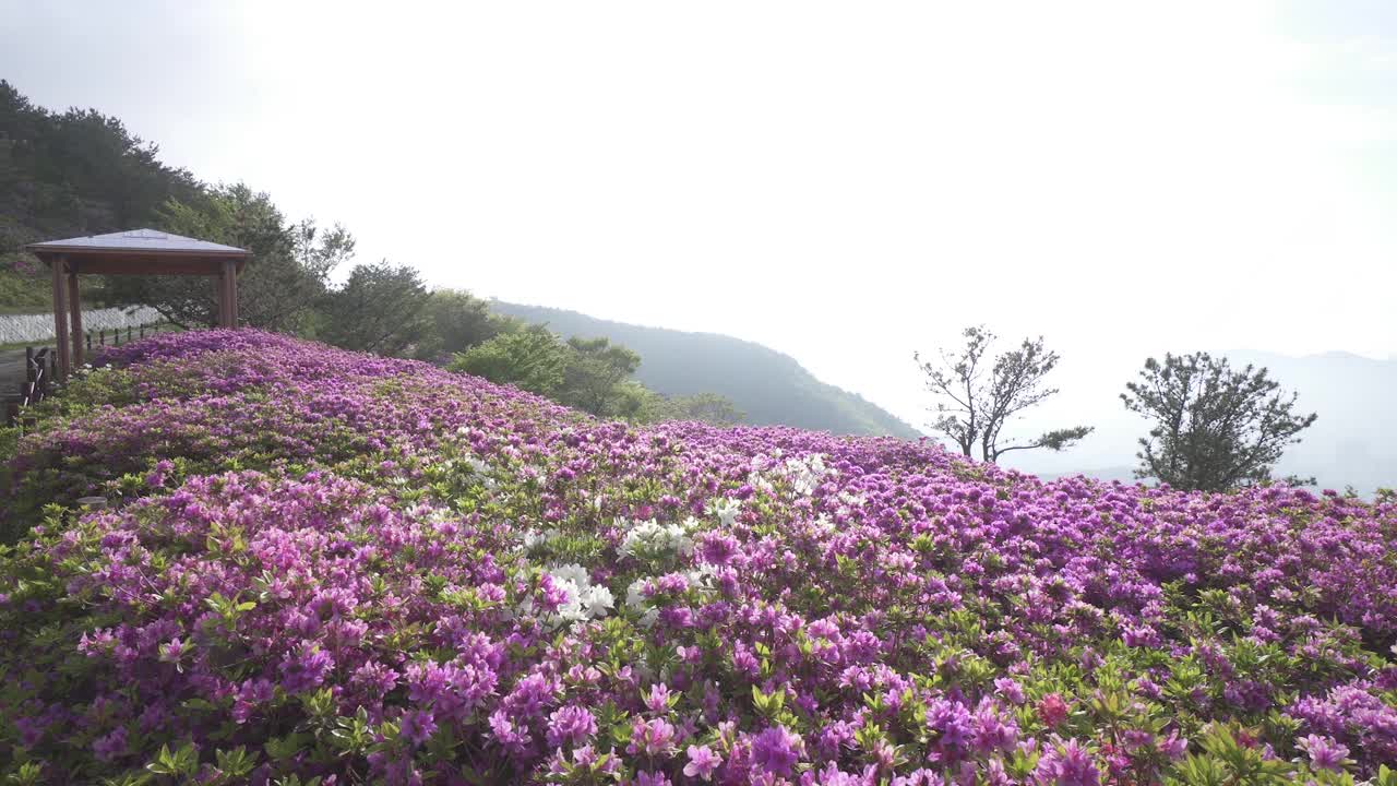 韩国釜山，釜山镇区白羊山的杜鹃花群落视频素材