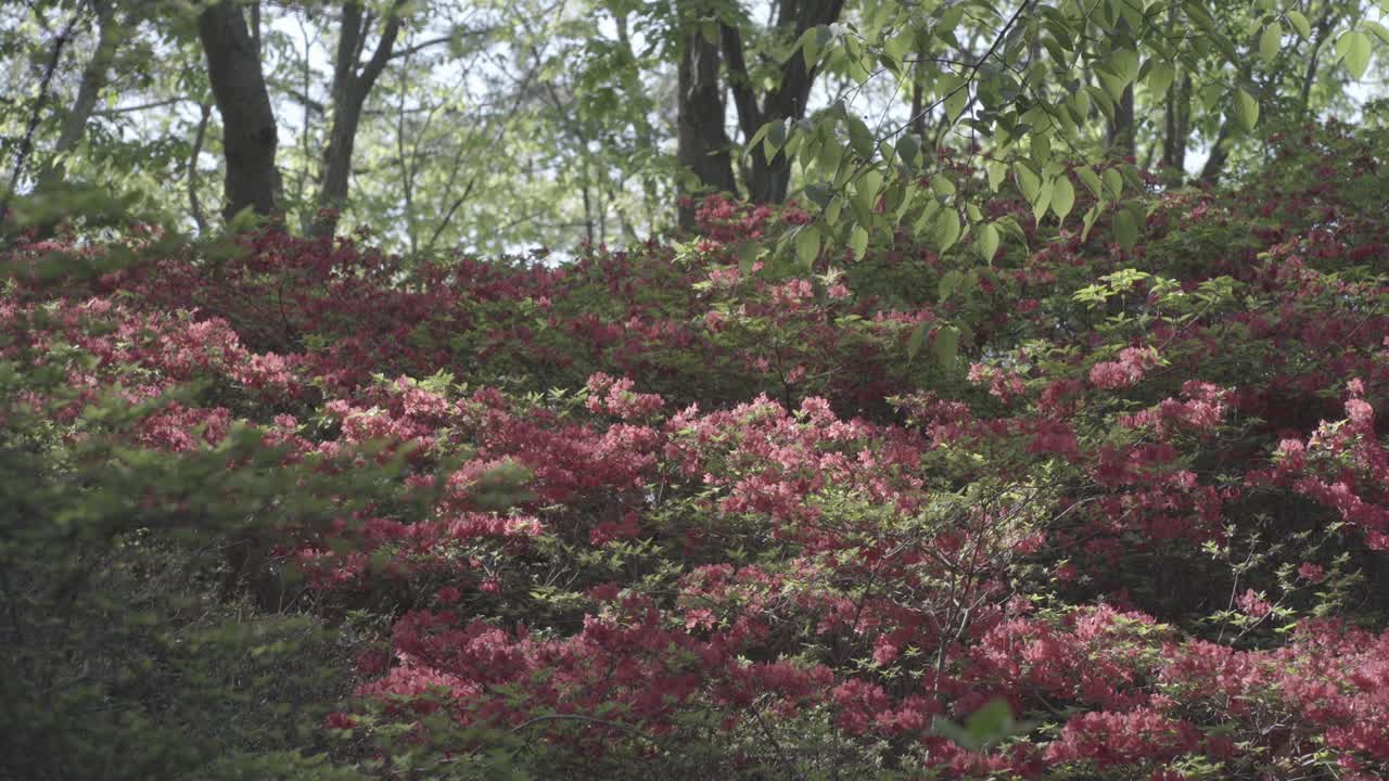 韩国釜山西区银光山春花社区视频素材