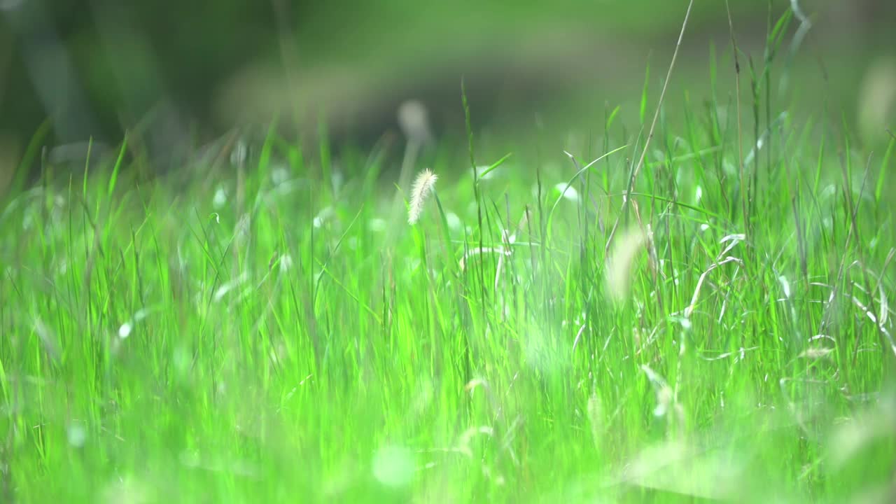 毛刺草的风景/韩国蔚山中区视频素材