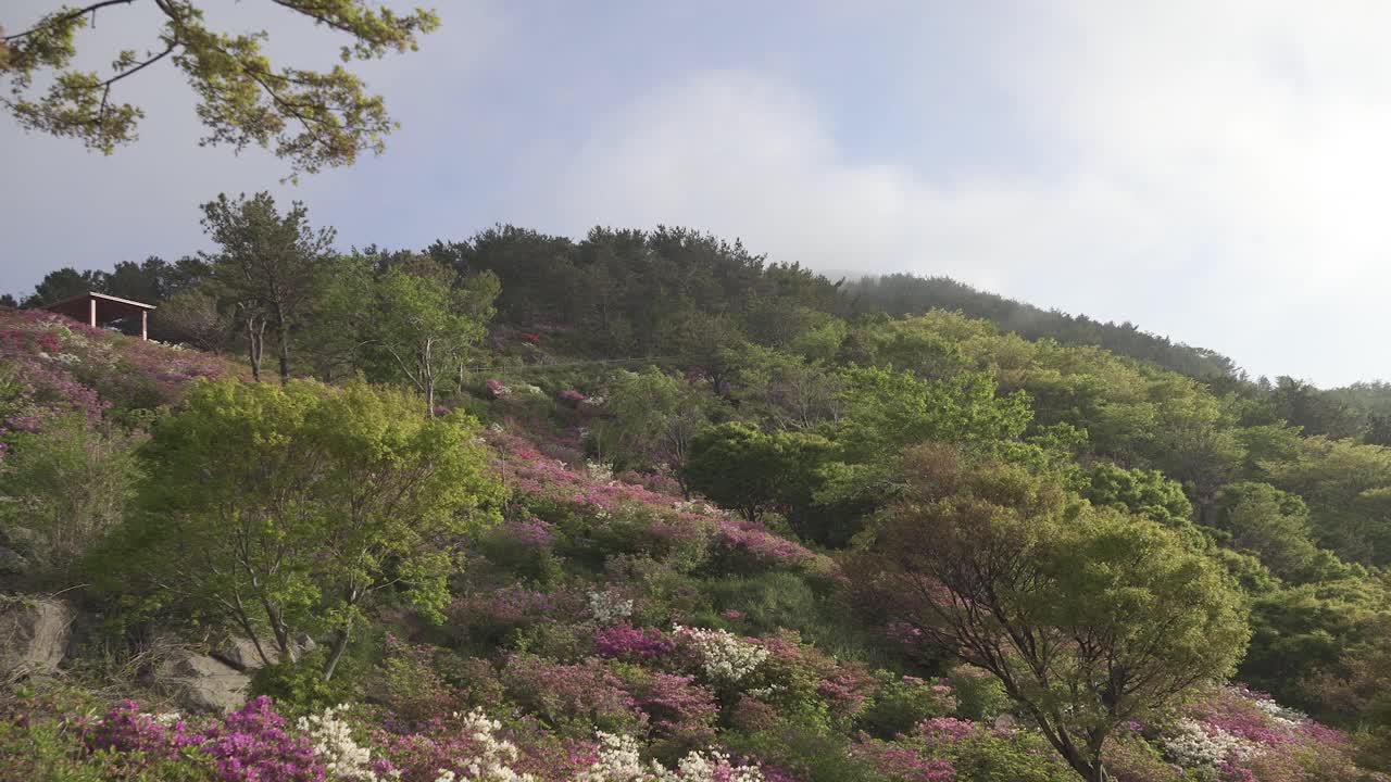 韩国釜山，釜山镇区，白羊山视频素材