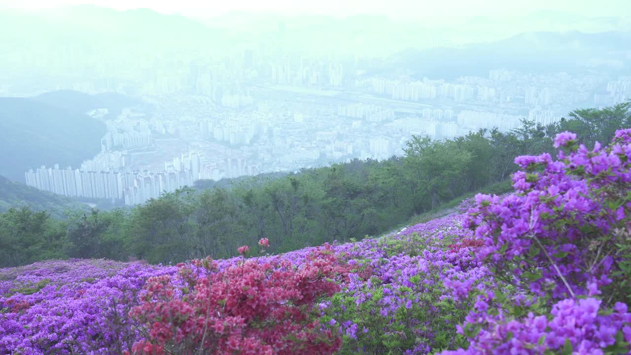 韩国釜山，白羊山和釜山镇区中心地区的杜鹃花社区视频素材