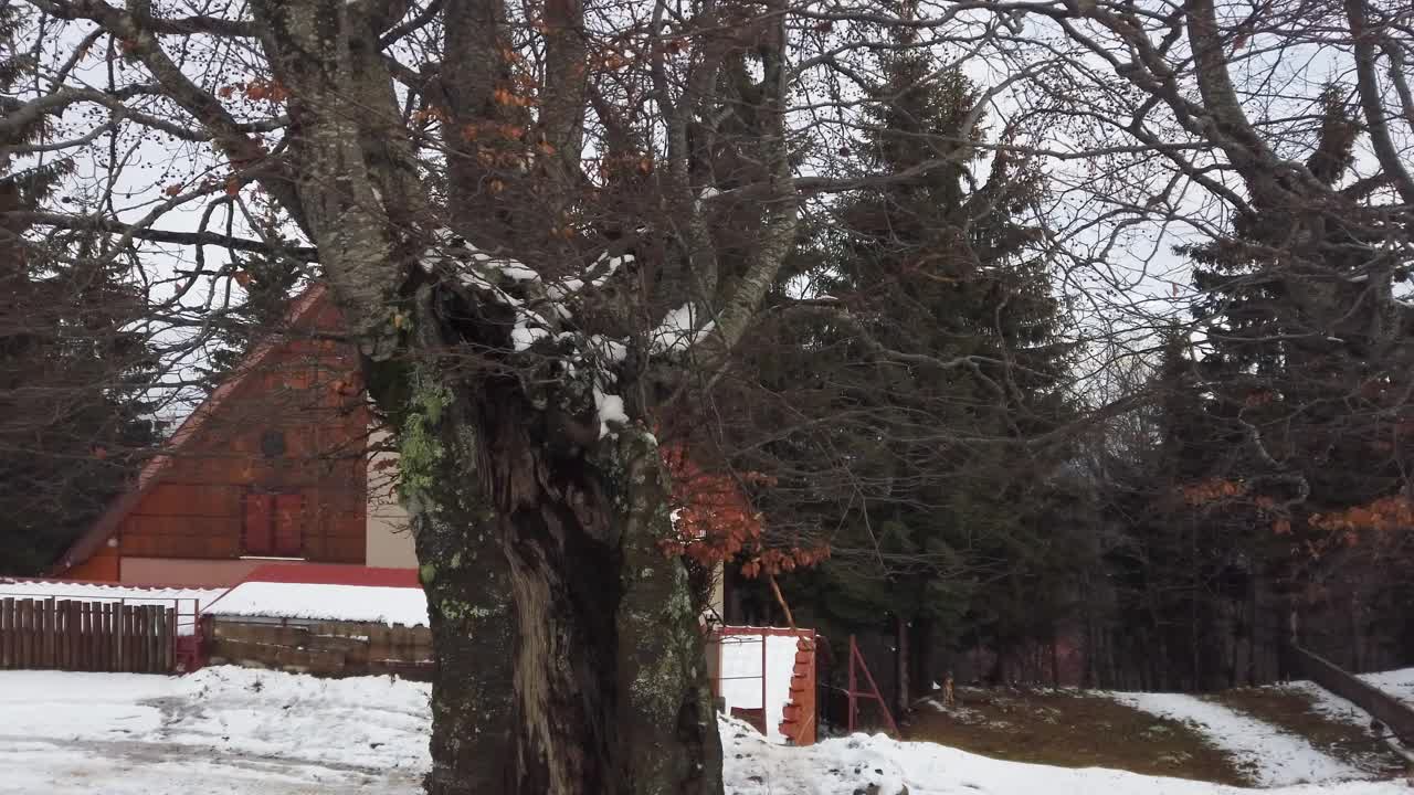 寒假放假的木屋在山上盖满了雪。松树森林视频素材