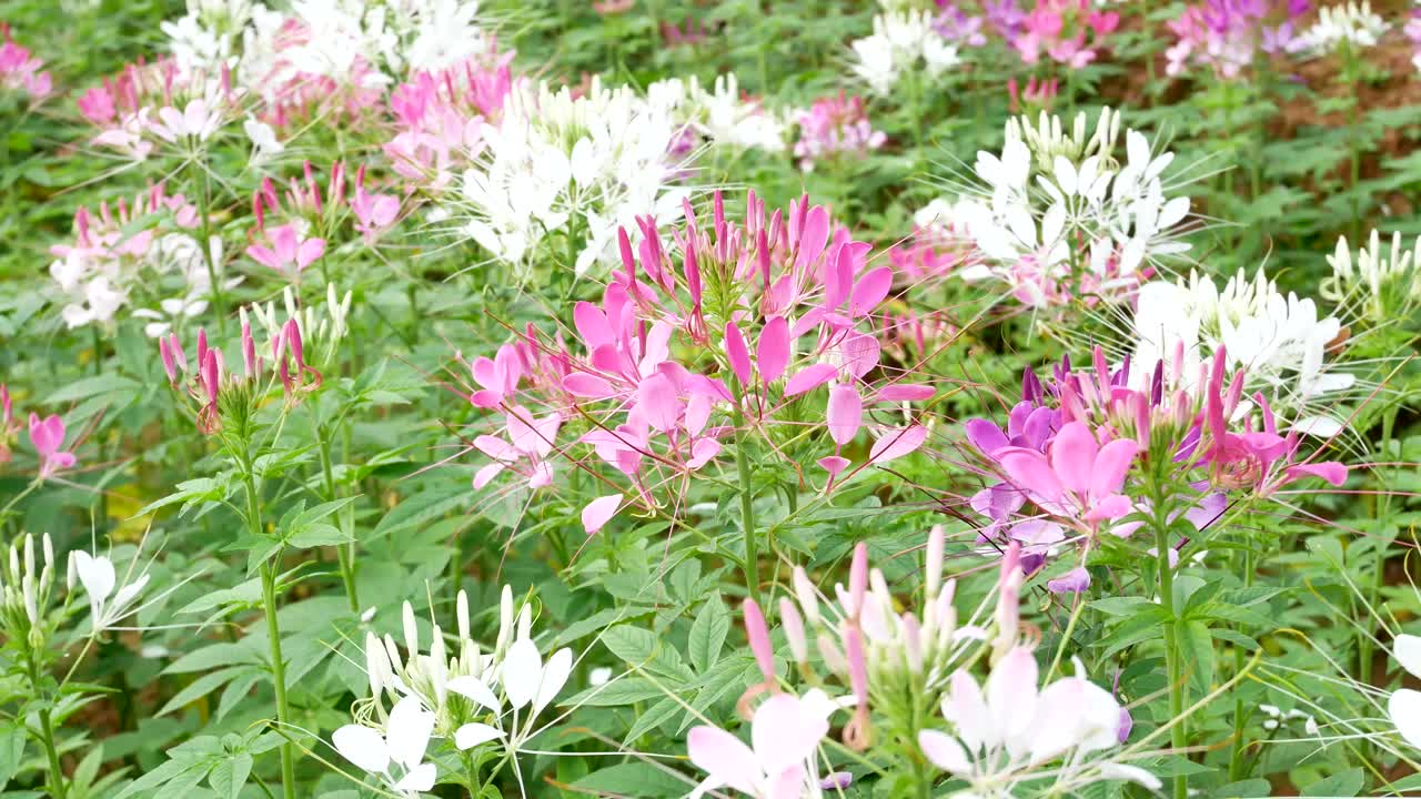 美丽的蜘蛛花或Cleome spinosa。视频素材