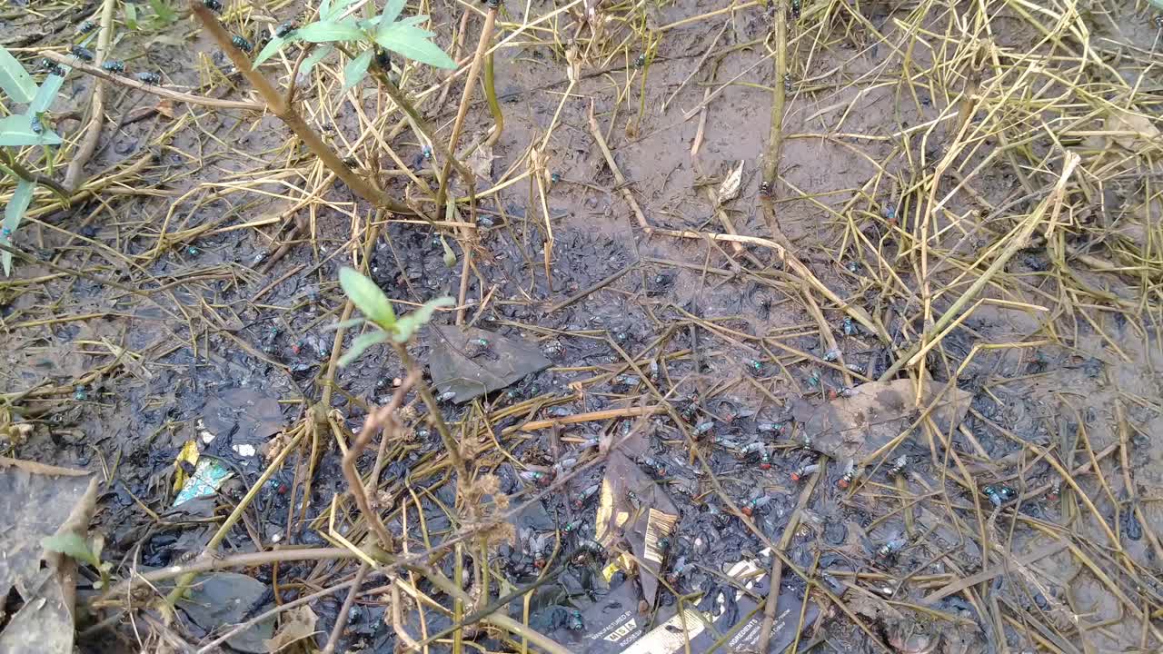 在潮湿湿润的土壤中聚集的苍蝇(双翅目)是野生植物视频素材