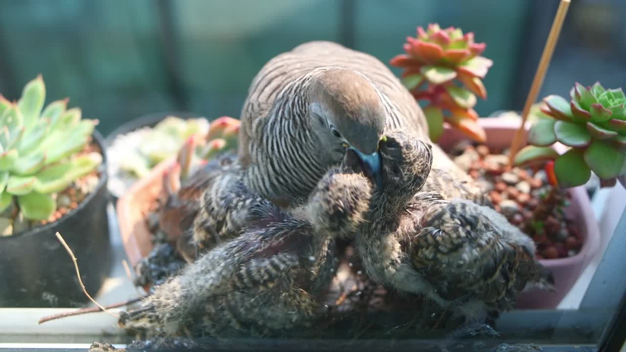 在哪里视频下载