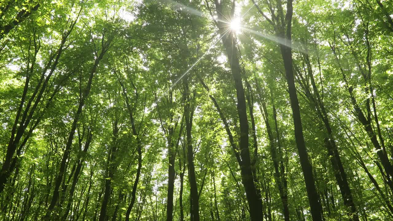 夏天的森林树木。大自然绿色木材阳光背景。视频素材