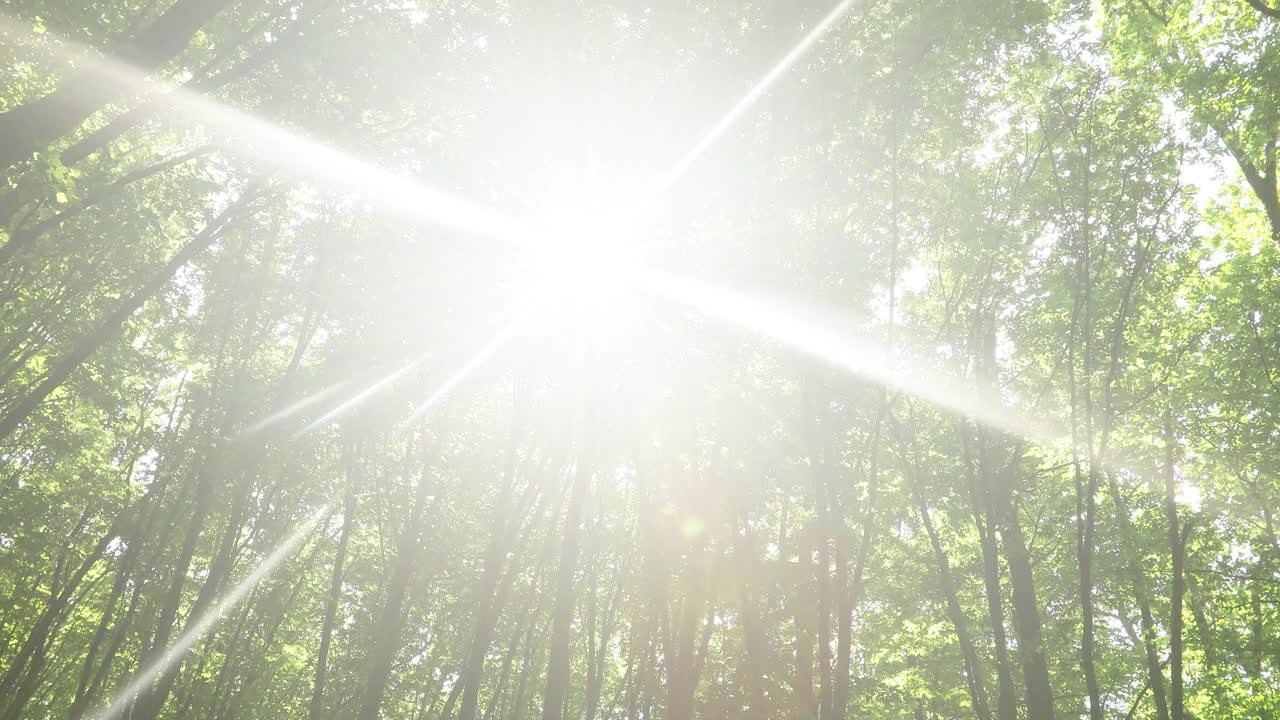 夏天的森林树木。大自然绿色木材阳光背景。视频素材