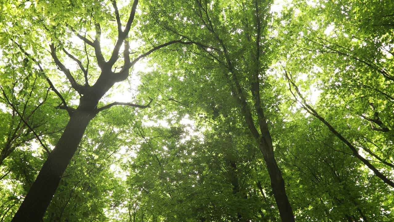 夏天的森林树木。大自然绿色木材阳光背景。视频素材