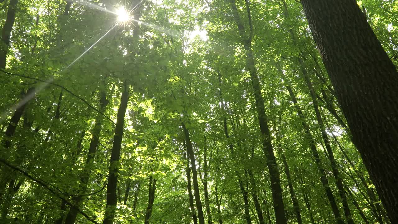 夏天的森林树木。大自然绿色木材阳光背景。视频素材