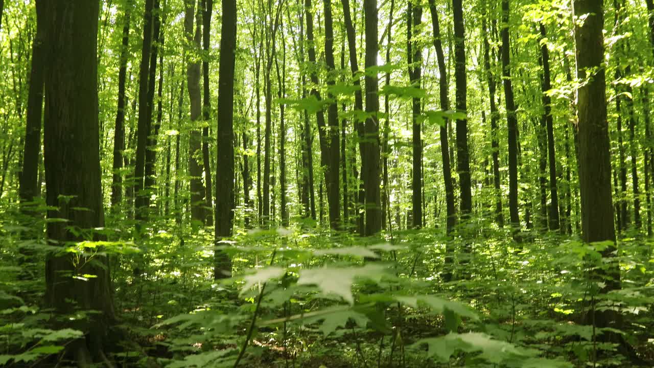 夏天的森林树木。大自然绿色木材阳光背景。视频素材