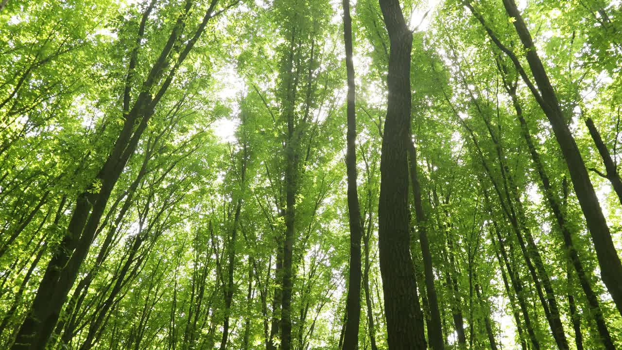 夏天的森林树木。大自然绿色木材阳光背景。视频素材