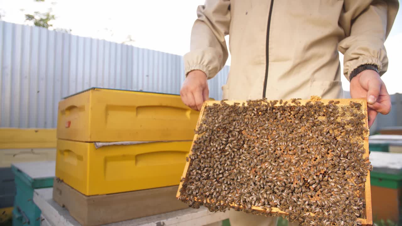 养蜂人在看蜂箱的嵌板视频下载