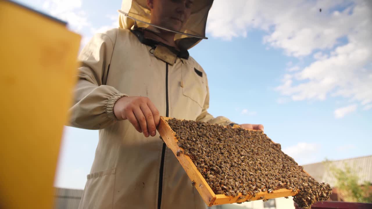 养蜂人从蜂箱里寻找蜂蜜视频下载