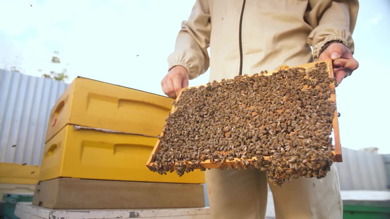 养蜂人在看蜂箱的嵌板视频下载