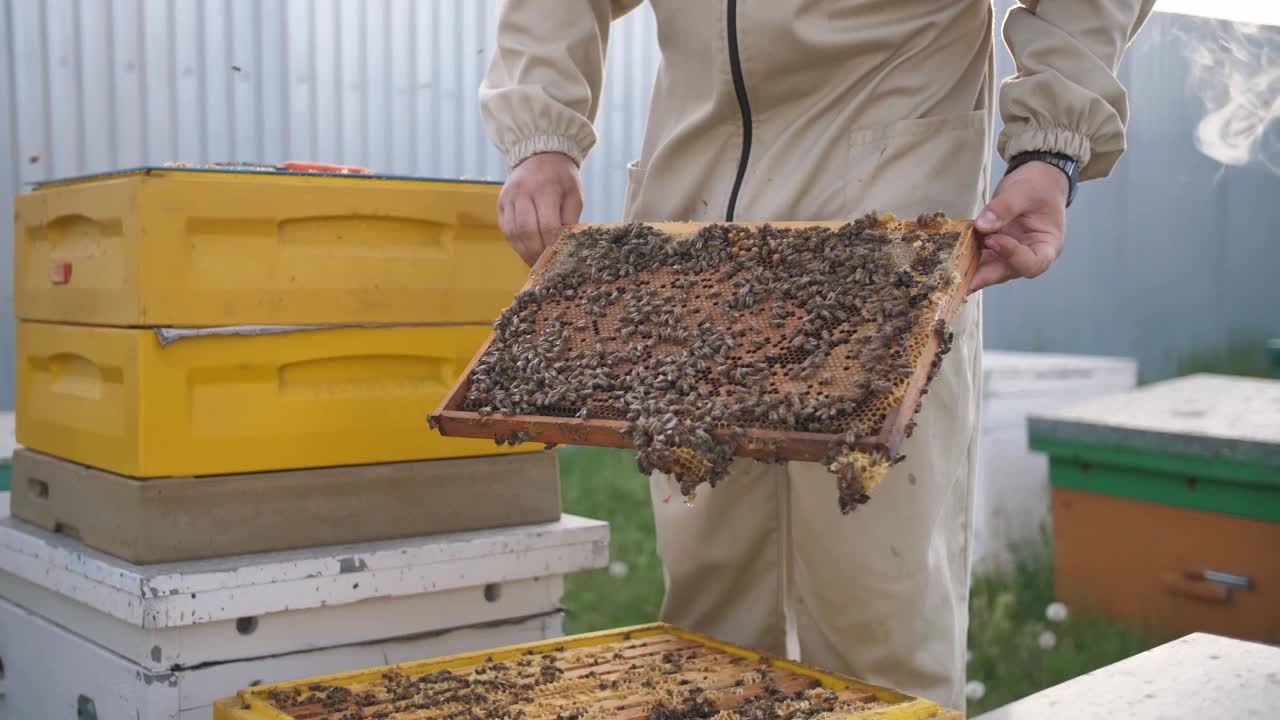 养蜂人在看蜂箱的嵌板视频下载