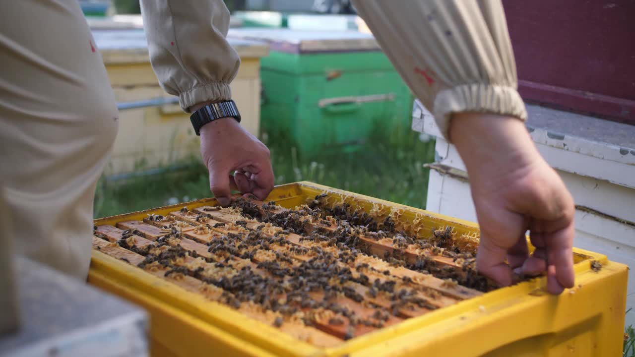 养蜂人从蜂箱里寻找蜂蜜视频素材