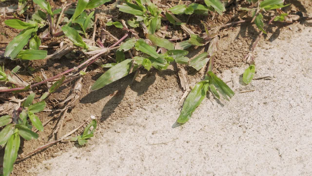 火蚁正匍匐爬行，在人行道的地面上行走视频素材