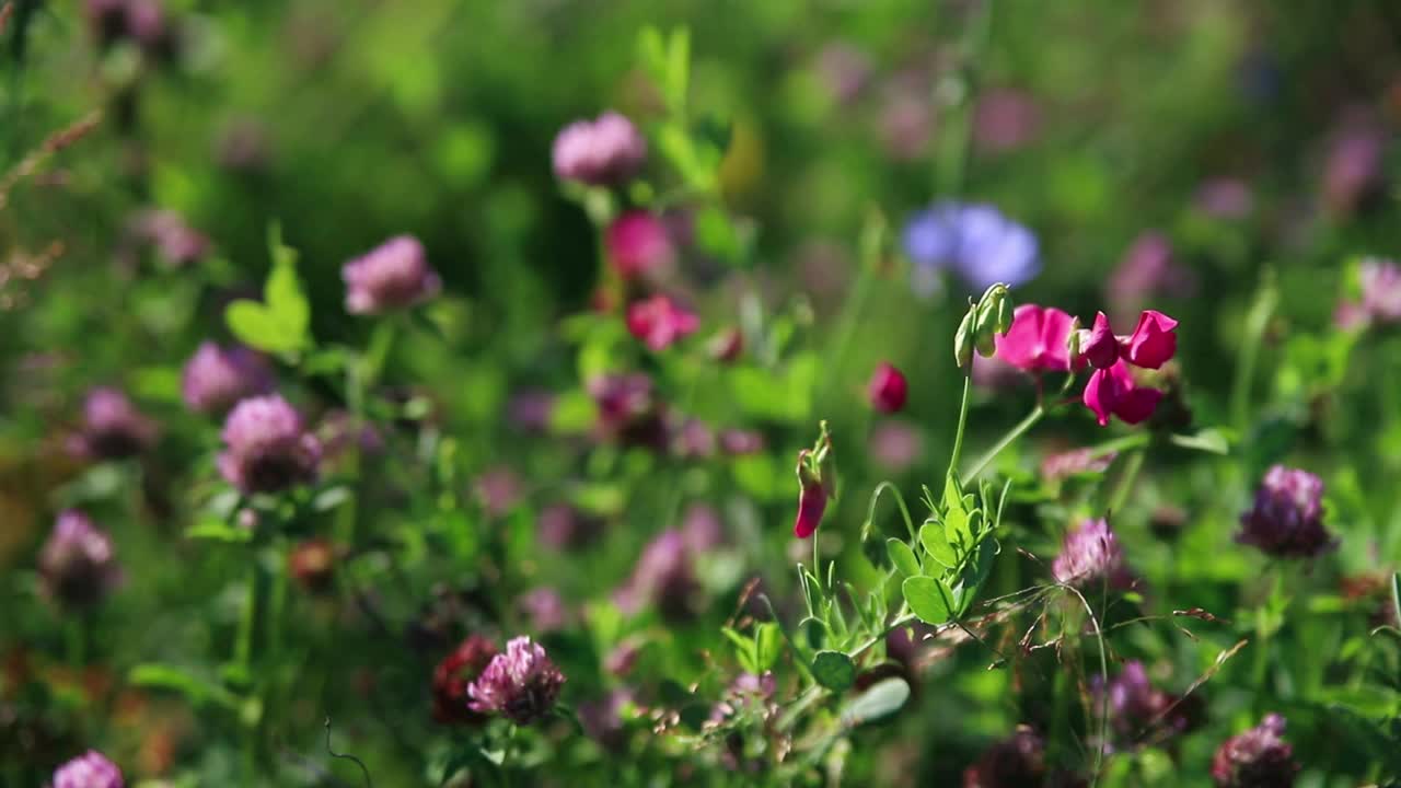 野花在田野的绿草中。紫三叶草和石菖蒲视频素材