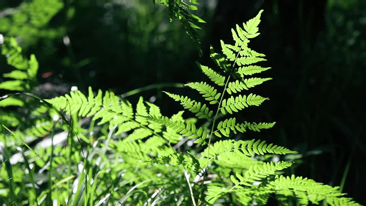 在夏季茂密的森林里，蕨叶在阳光下闪闪发光视频素材