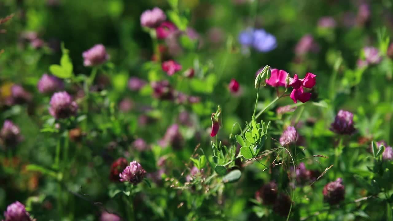 野花在田野的绿草中。紫三叶草和石菖蒲视频素材