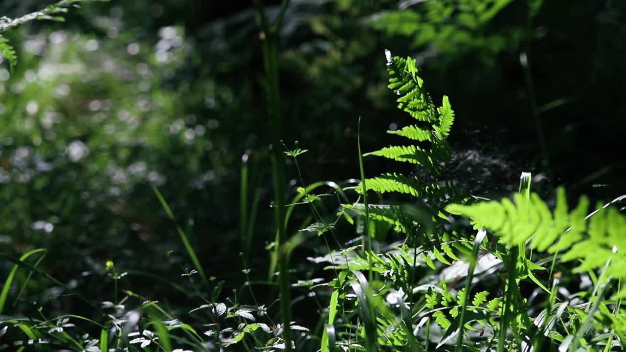 在夏季茂密的森林里，蕨叶在阳光下闪闪发光视频素材