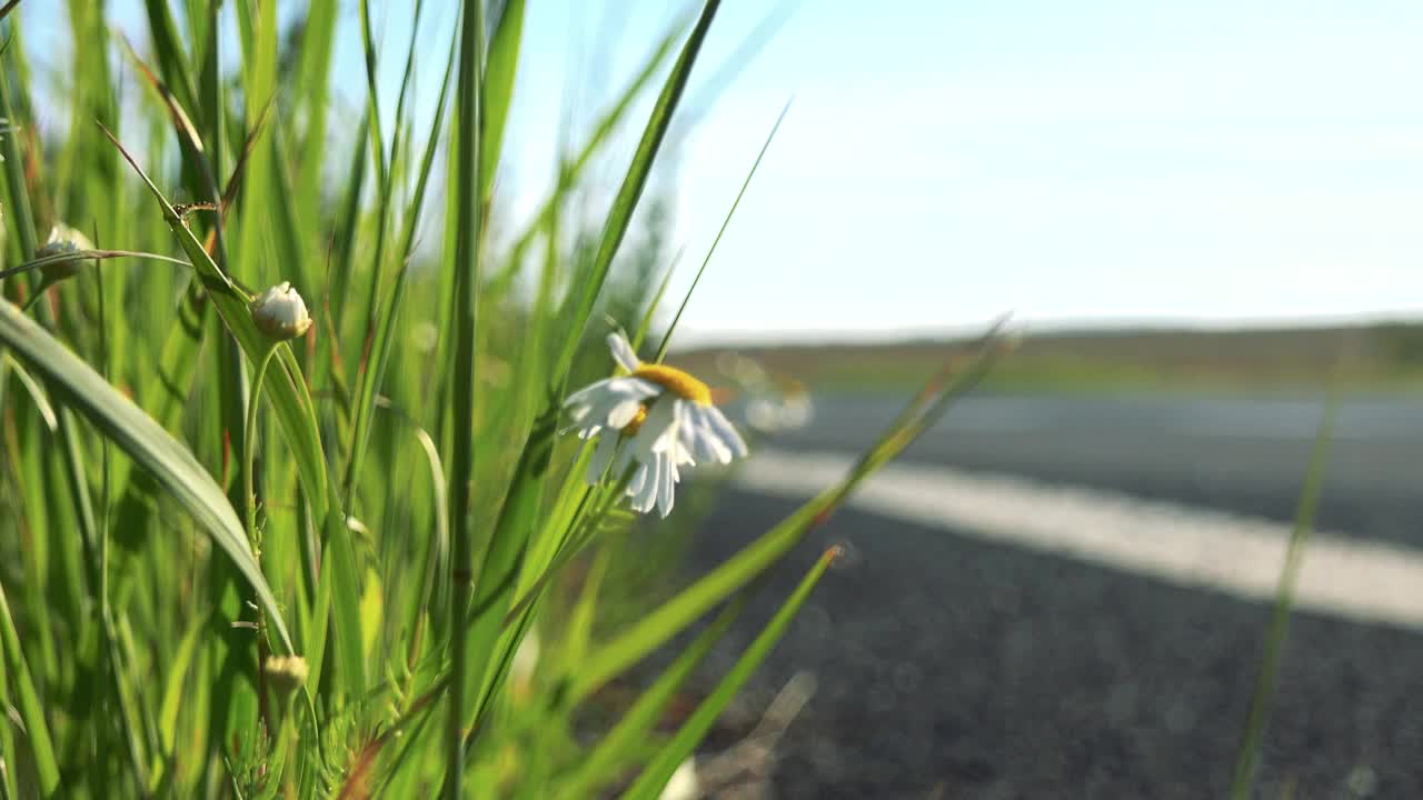 细部的雏菊花——在乡间小路旁边的草地上开着汽车——阳光灿烂的日子视频素材