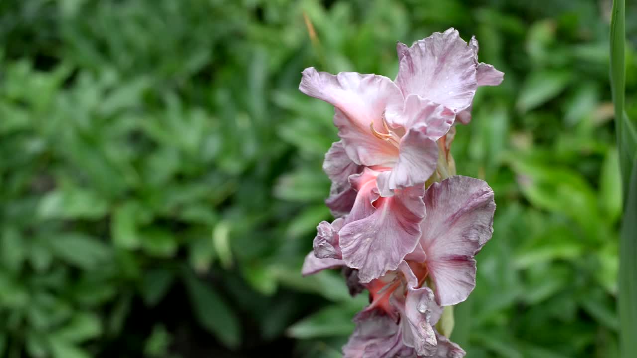 剑兰花，品种名大理石女神。特写镜头视频素材