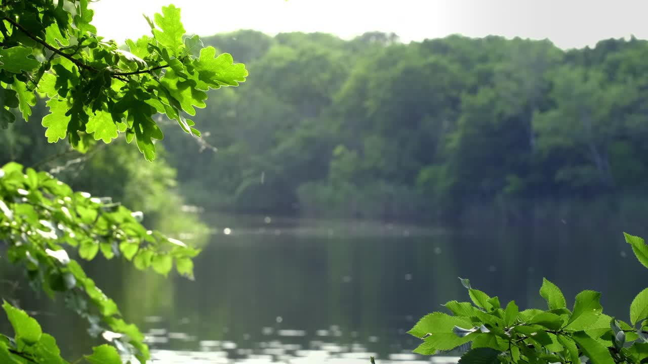 自然河流附近。树上的绿叶在风中摇曳，倒映在水中，阳光透过树叶闪耀。河水在早晨浮出水面。森林里的宁静和自然之美。景观视频素材