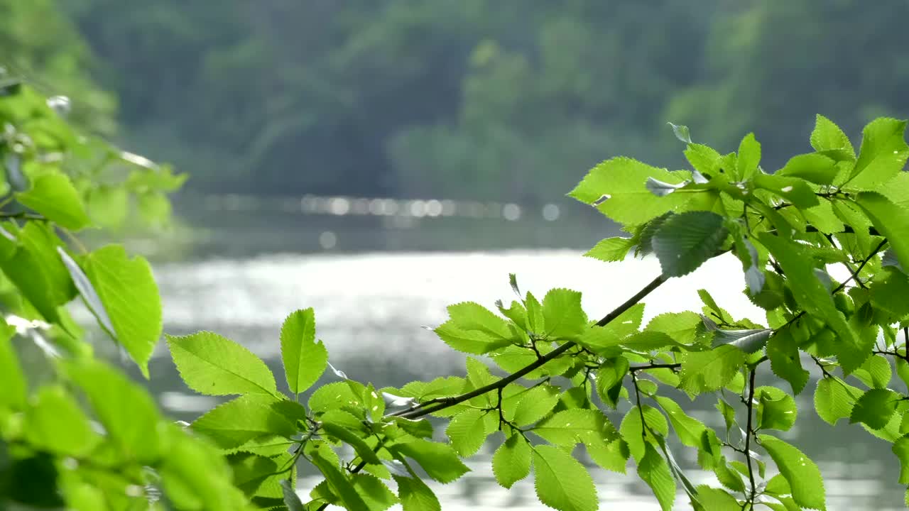 自然河流附近。树上的绿叶在风中摇曳，倒映在水中，阳光透过树叶闪耀。河水在早晨浮出水面。森林里的宁静和自然之美。景观视频素材