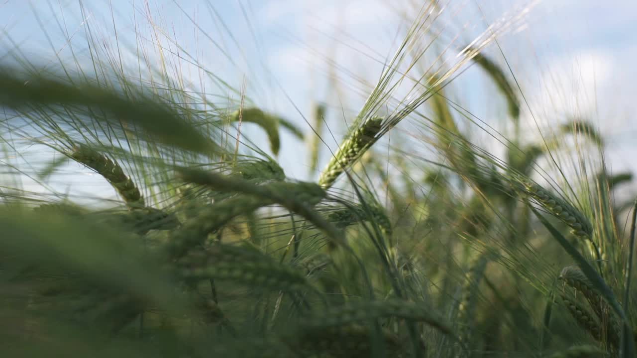 麦田里，麦穗在微风中摇曳视频素材