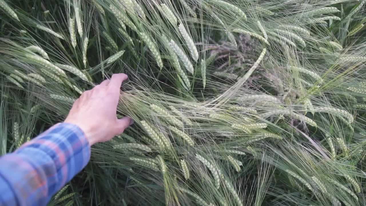 日落时分，人们的手触摸着成熟的小麦小穗视频素材