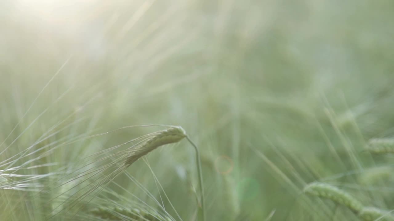 麦田里，麦穗在微风中摇曳视频素材