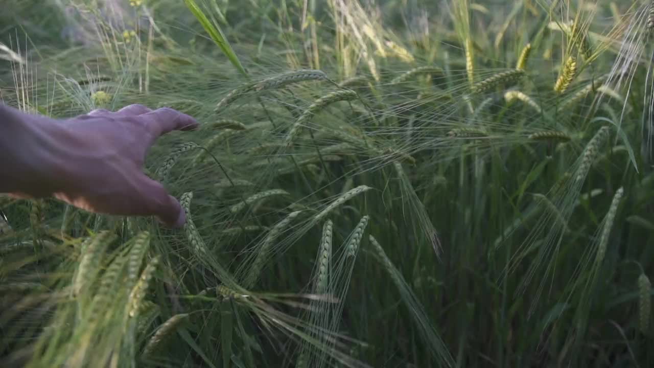 日落时分，人们的手触摸着成熟的小麦小穗视频素材