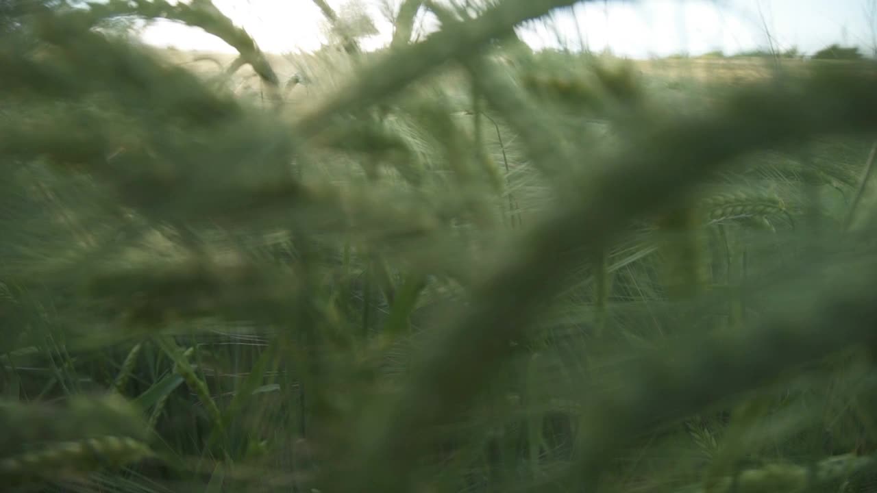 麦田里，麦穗在微风中摇曳视频素材