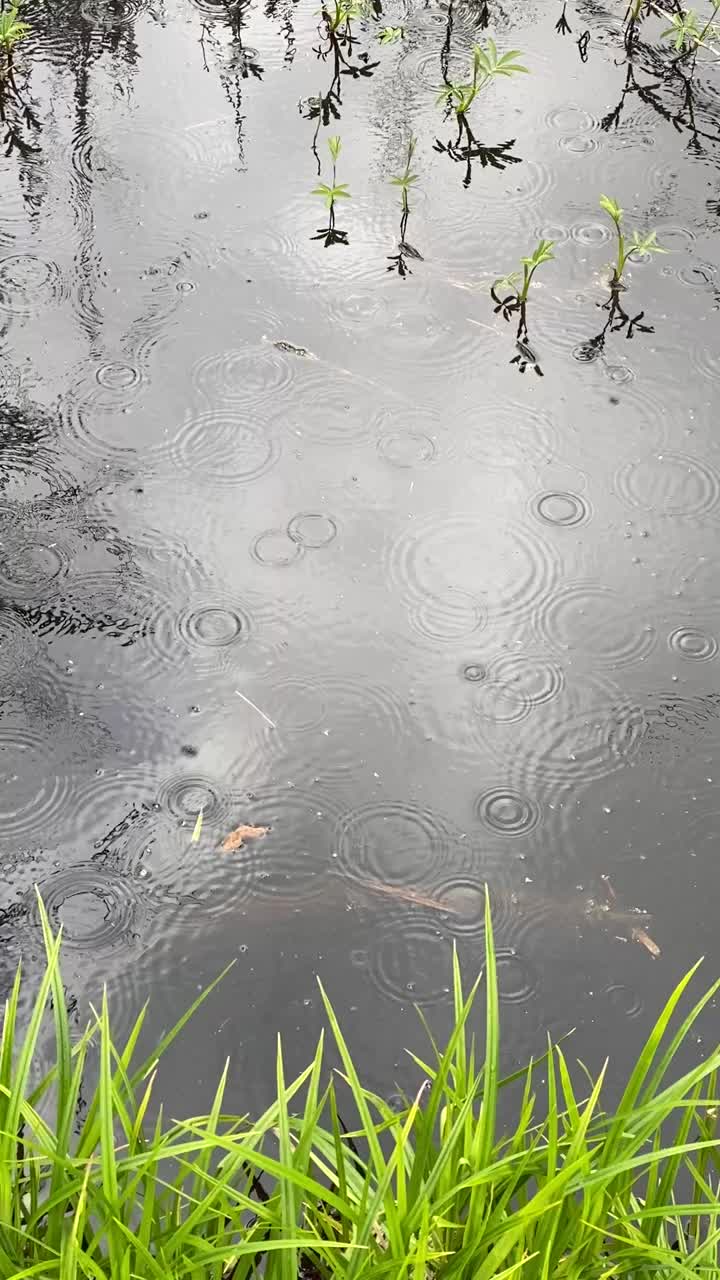 雨落在湖面上。幼水生植物的阴影反射在水中。新鲜的草长在岸边。视频下载