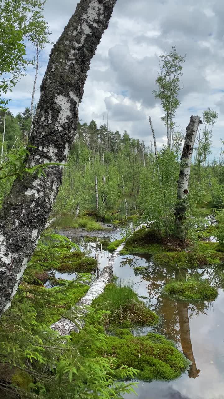 一个自然景观是在水下。黑压压的雨云低低地悬在树上，在水中倒映着。视频下载