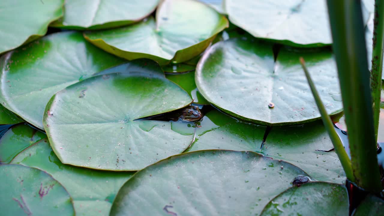 青蛙坐在水塘百合叶背景视频素材