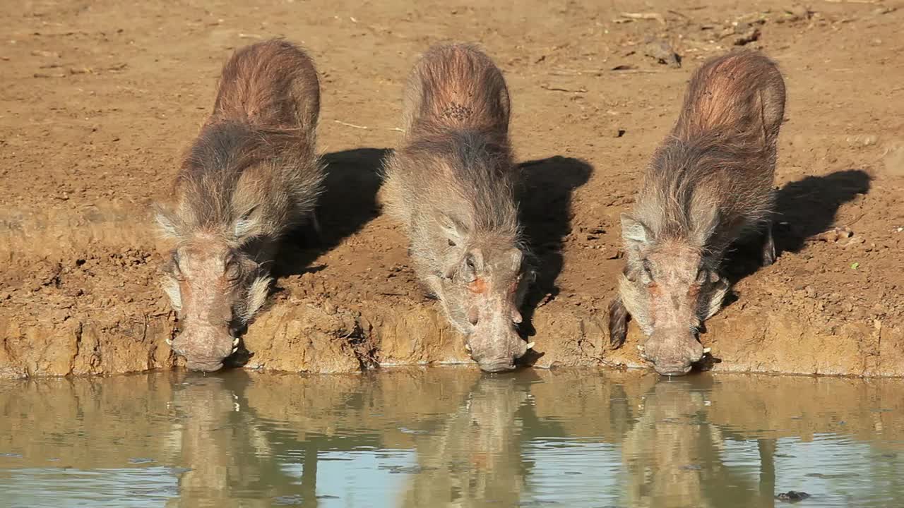 南非穆库兹野生动物保护区，非洲疣猪饮水视频素材