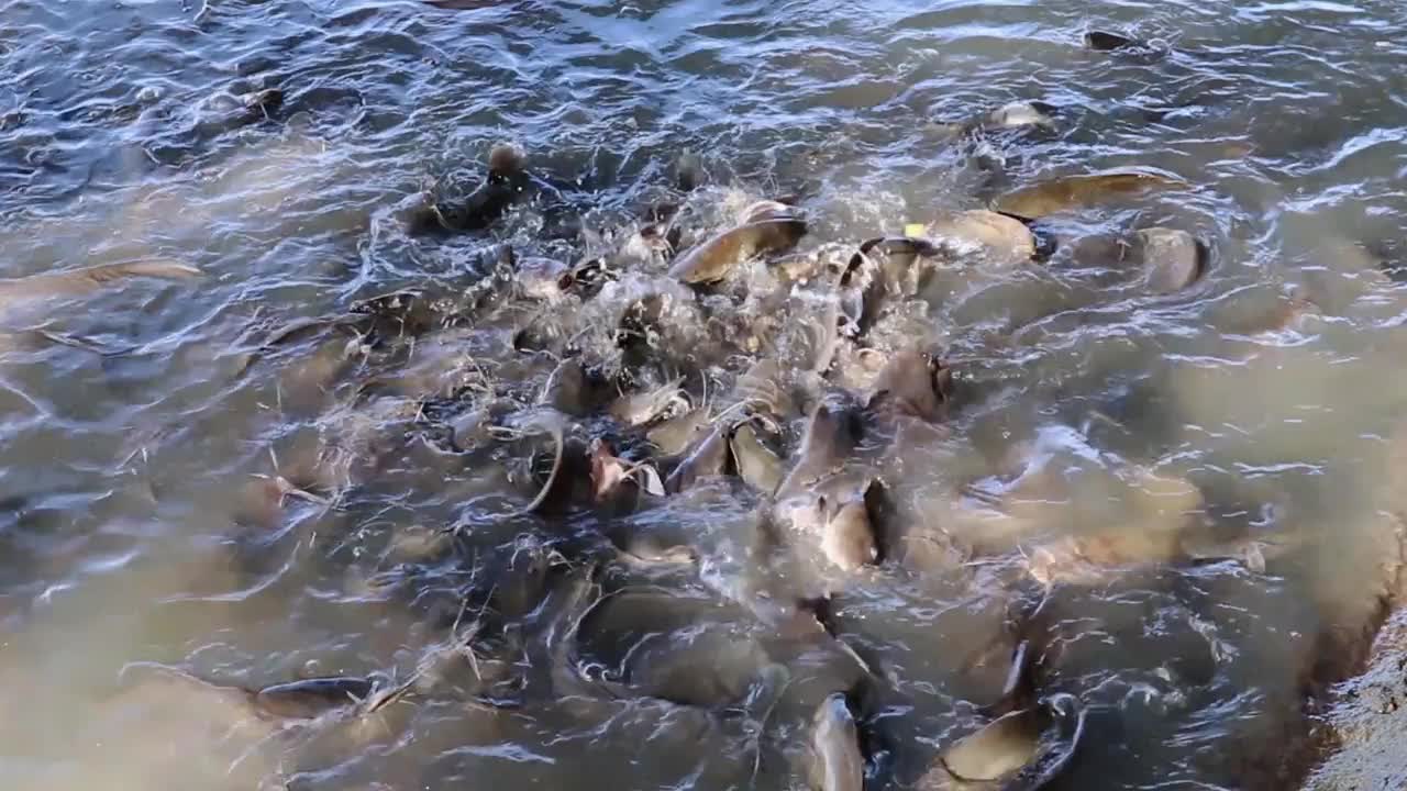 在湖里觅食的鲶鱼视频素材