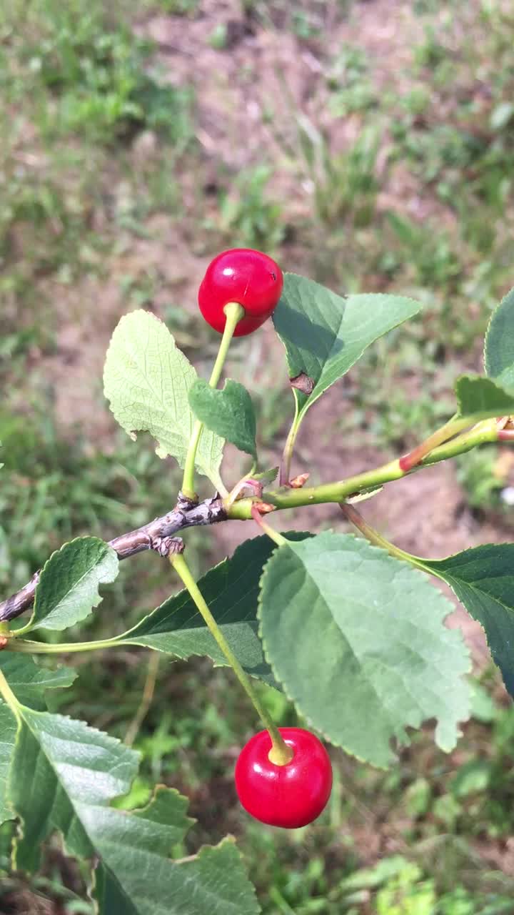 两颗红樱桃挂在树枝上，在风中摇曳视频下载