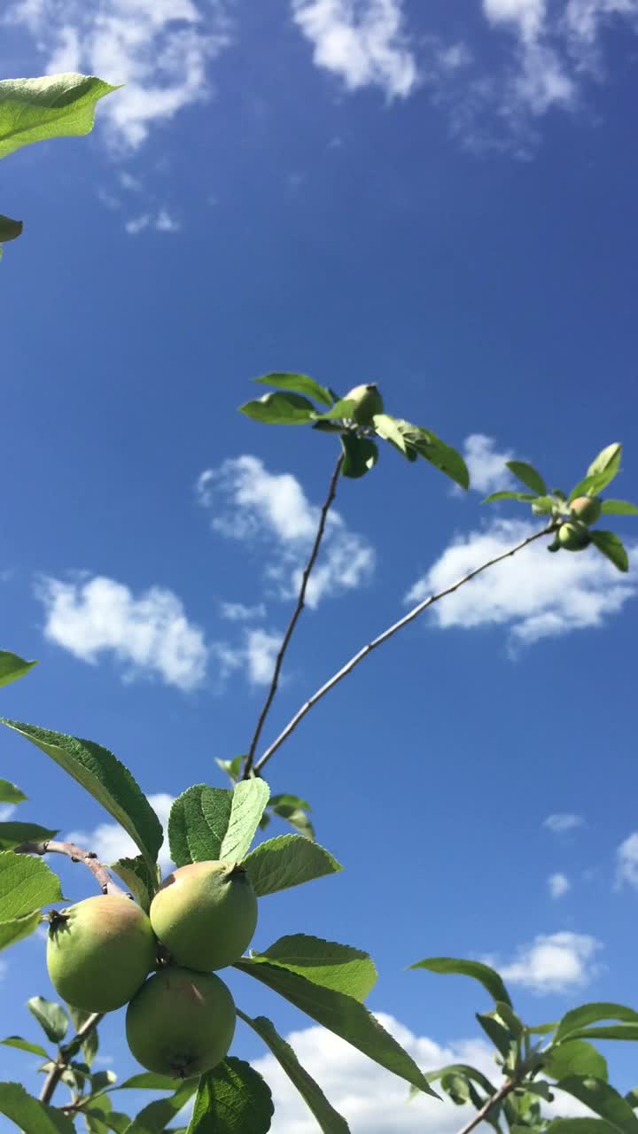 未成熟的苹果挂在带有叶子的树枝上，随风摇摆视频素材