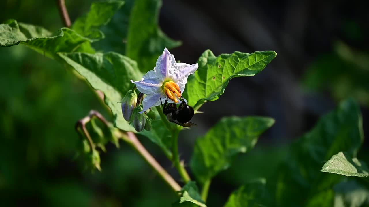 大黄蜂采集花粉视频素材