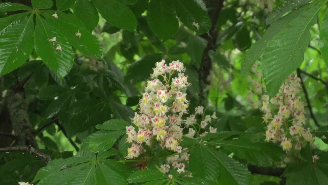 雨中的栗子。雨滴从绿叶和花朵中流下。特写。视频素材